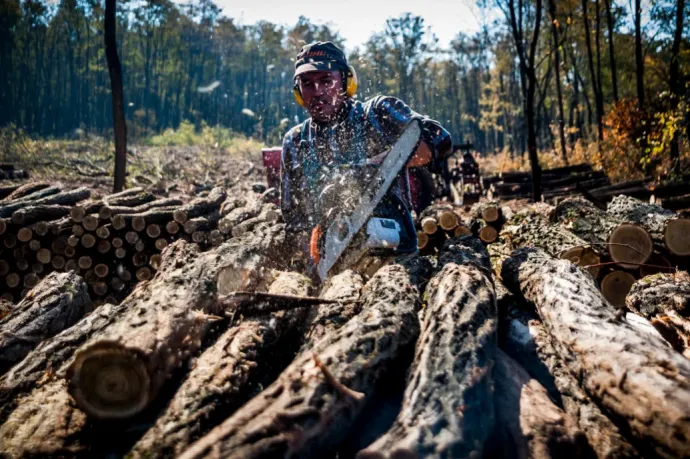 The barbaric and completely unnecessary new regulation encouraging deforestation in Hungary