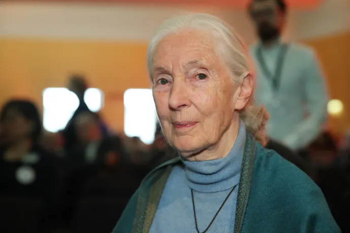 Jane Goodall, a világhírű etológus is üzent a védett erdőket veszélyeztető magyar rendelet miatt