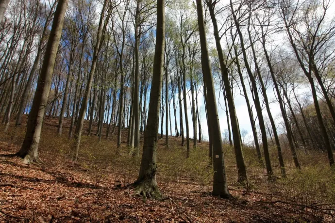 WWF: Jó irány az új erdőszabály, de nem szűnt meg teljesen a veszély