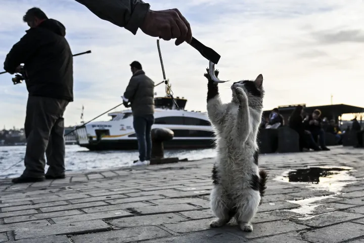 Hallal etetnek egy kóbor macskát Isztambulban, a "macskák városában" – Fotó: Arife Karakum / Anadolu Agency via AFP