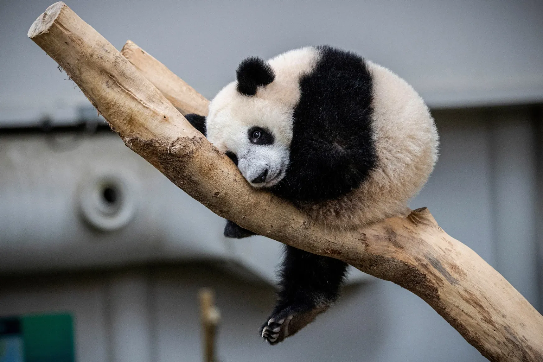 A világ összes pandája a kínai állam tulajdona