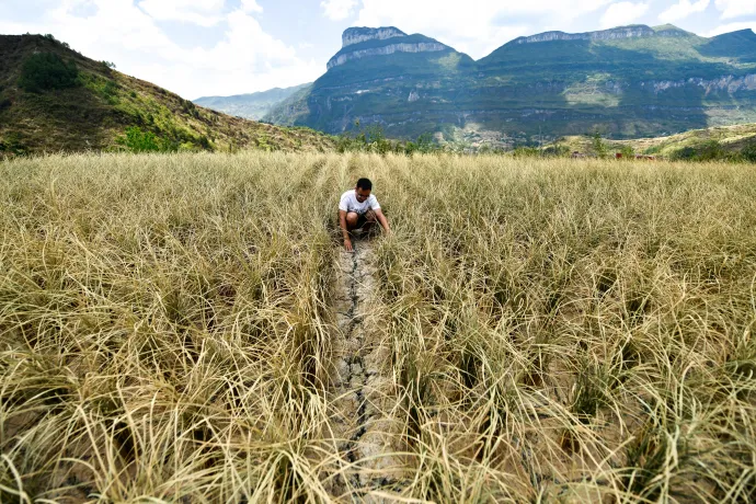 Egy tisztviselő ellenőrzi a szárazság okozta rizskárokat a délnyugat-kínai Kujcsou tartományban 2022. augusztus 24-én – Fotó: Yang Wenbin / Xinhua News Agency / AFP