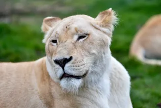 Kölykökért mászhatott be az oroszlánok kifutójára, a gondozók találták meg a holttestét