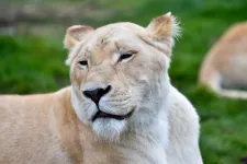 Kölykökért mászhatott be az oroszlánok kifutójára, a gondozók találták meg a holttestét