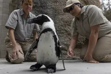 Ortopéd cipőt kapott Lucas, a San Diegó-i állatkert egyik pingvinje