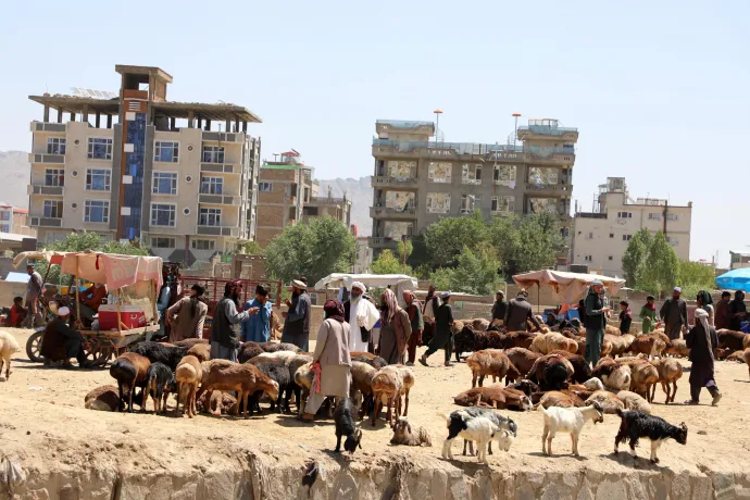 Áldozati állatok láthatók Kabulban egy piacon 2022. június 29-én. Az exporttilalom miatt az egész országban csökkent az állatok eladása a tavalyi évhez képest – Fotó: Sayed Khodaiberdi Sadat / Anadolu Agency / Getty Images