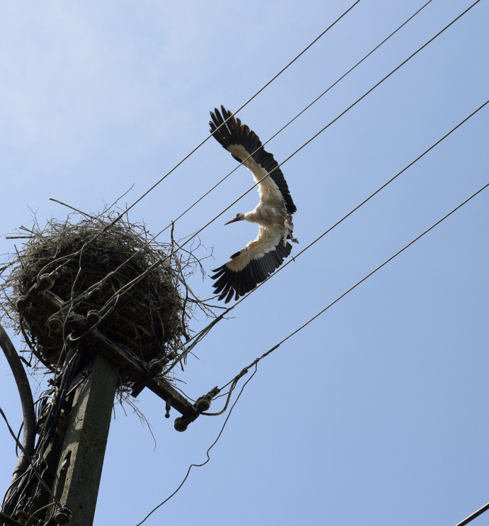 Olyan masszív pusztítást okoztak a gólyák között a magyar villanyoszlopok, hogy még a BBC is eljött forgatni róla