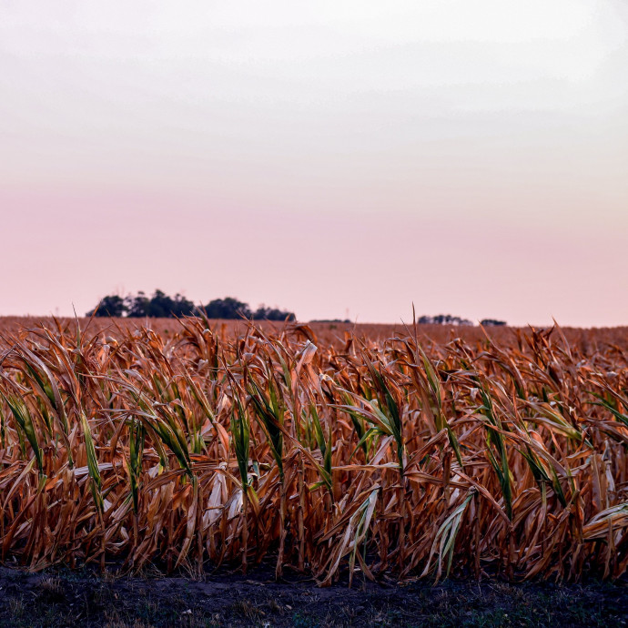 Az idei rekordaszálynál is súlyosabbak előtt állunk, és a magyar mezőgazdaság nem készült fel erre