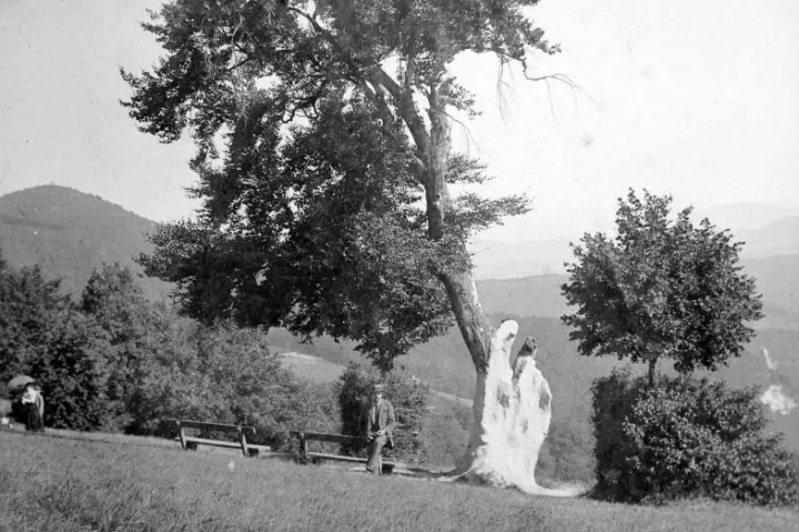 Normafa, a legendás öreg bükk maradványa, 1920 körül – Fotó: Fortepan