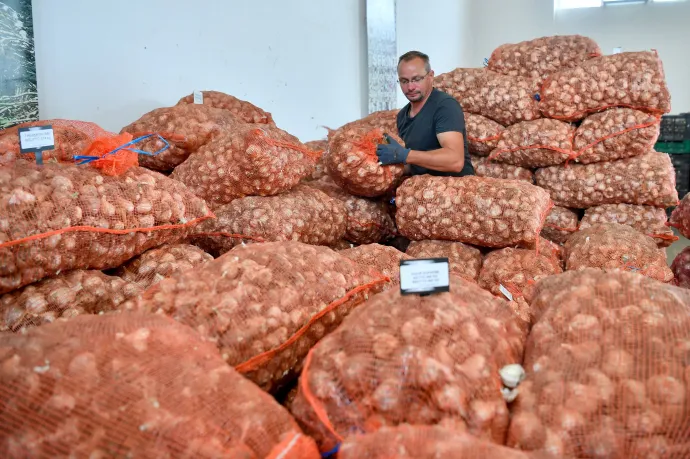 Búcsú a makói hagymától, megszűnt a magyar hagymatermesztés