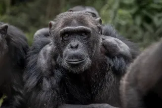 A halálba kergettek társai egy 47 éves csimpánzt a lipcsei állatkertben