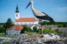 Ha nem változtatunk, a szemünk előtt fognak szenvedni a gólyák