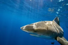 Amerikai turista halt meg a Bahamákon cápatámadásban