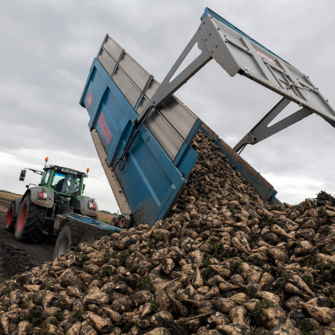Próbálnak előre menekülni az európai cukorgyárak, de ennek ára lesz