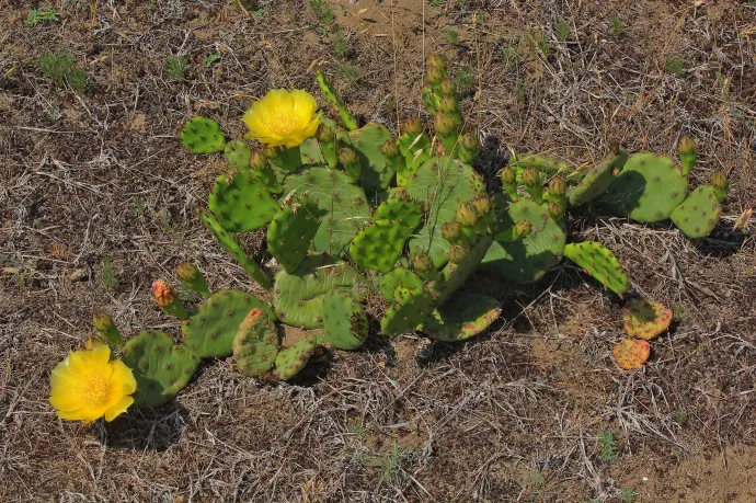 Még nem a klímaváltozást jelzik a magyarországi kaktuszok, de sok bajt okozhatnak