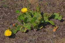 Még nem a klímaváltozást jelzik a magyarországi kaktuszok, de sok bajt okozhatnak