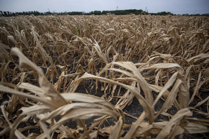 Kiszáradt kukoricás az Alföldön, 2022 augusztusában – Fotó: Bődey János / Telex