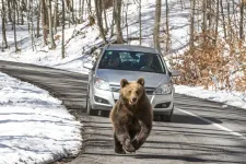 Medve miatt a hatóságokat fele annyiszor riasztották az elmúlt héten Hargita megyében, de szokatlan hívást is kapott a csendőrség