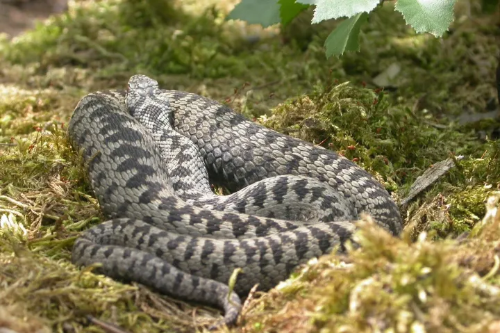 Keresztesvipera – Zdeněk Fric / Wikipédia