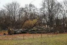 Felhőszakadásokra, heves széllökésekre, jégesőkre figyelmeztető riasztást adott ki a meteorológiai szolgálat