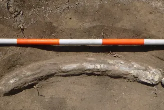 Közel egyméteres mamutagyarat találtak Vácon