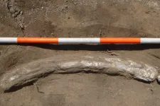 Közel egyméteres mamutagyarat találtak Vácon