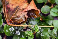 Nem is lehetne nyomasztóbb a hétfő, szeles, esős idővel indul a jövő hét