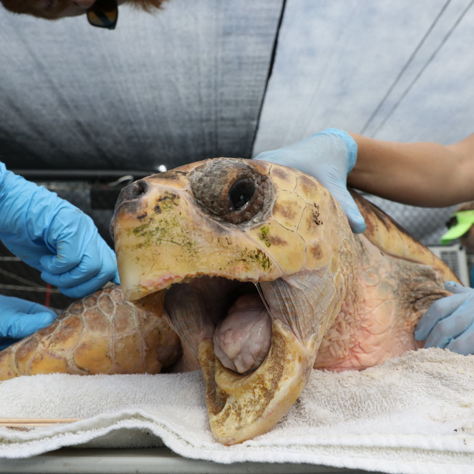 A tengeri állatfajok egyre északabbra tolják egymást, a teknősök pusztulnak