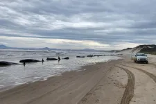 200 delfin pusztult el egy ausztrál tengerparton