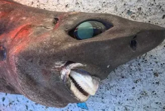 Bizarr cápát fogott egy ausztrál halász