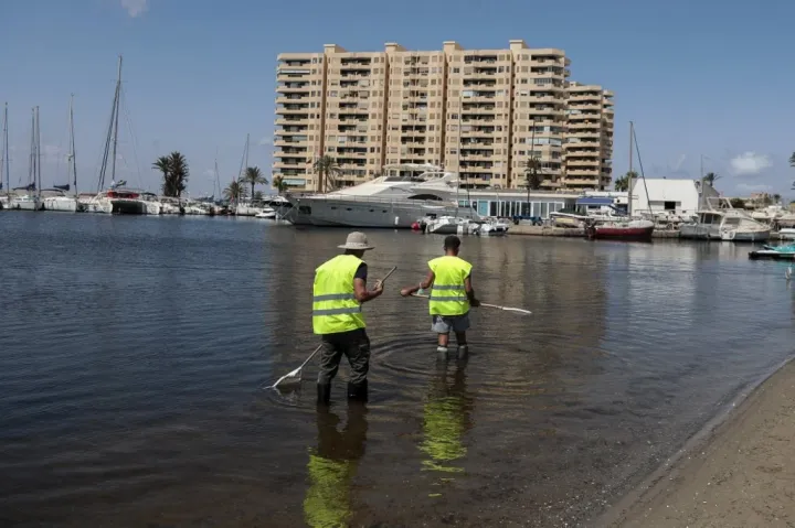 Két önkormányzati munkás tisztítja a Mar Menor lagúna partját a Murcia melletti Puerto Bello de la Manga településen, 2021. augusztus 25-én. Öt tonna halat és rákfélét mosott partra a víz a megelőző 10 napban – Fotó: Jose Miguel Fernandez / AFP