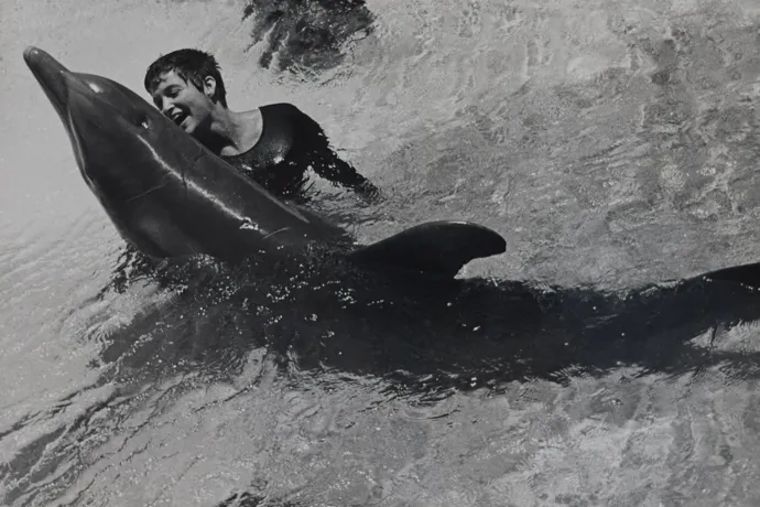 A delfinkísérlet, aminek ember-delfin szex és LSD-ző delfin lett a vége