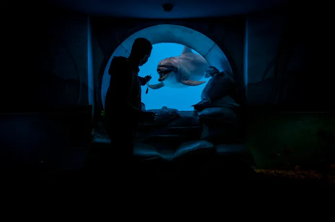 Légitámadásokat átélt delfinek nyugtatják a traumatizált katonákat Harkivban