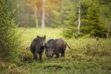 Teljes maffiahálózatot építettek ki a kecskeölő, kutyafenyegető vaddisznók