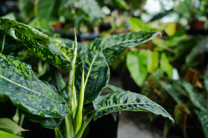 Dieffenbachia Reflector – Fotó: Tóth Helga / Transtelex