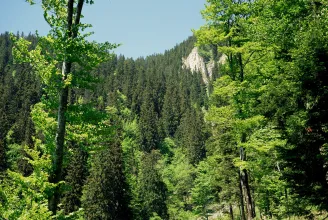 A romániai erdőállomány éves növekedésének mindössze 33 százalékát termelik ki a faipari vállalatok