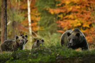 Közvitán egy új törvénymódosítás, amely könnyítené a medvék kilövését