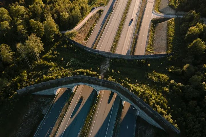 Több ezer kilométernyi autópályát építenek rövid időn belül, és baj lesz, ha nem oldják meg a vadak távoltartását az utaktól
