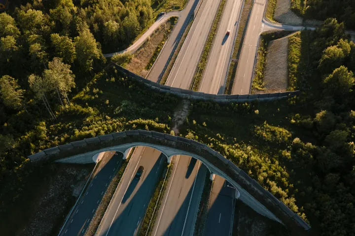 Zöld híd a vadak számára egy észtországi autópályán – Fotó: Andres Paabos / Getty Images
