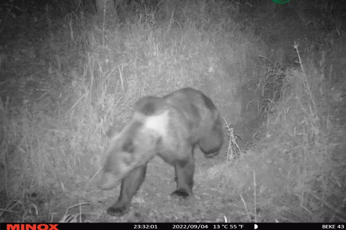 Ismét barna medvét fotóztak a Bükkben