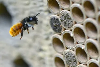 Kolozsvári vagy és felcsapnál amatőr kutatóbiológusnak? Tarts méhecskehotelt az erkélyen!