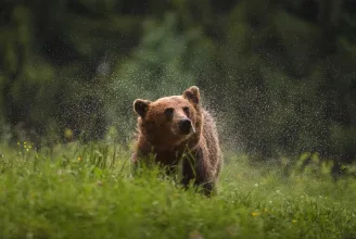 Piros-sárga-zöld színekkel jelölné meg a problémás medvéket a WWF Románia szakembere
