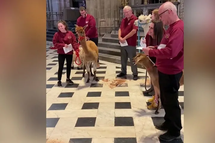 Orgonakoncert közben kezdett el énekelni Pablo, a kecske egy angliai székesegyházban