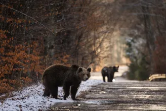 Romániában 243 medvét lőttek ki engedéllyel 2019 júliusa óta