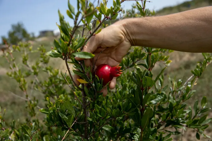 A birtokon páratlanul gazdag a kínálat, háromszázfajta gyümölcsből lehet válogatni – Fotó: Ajpek Orsi / Telex
