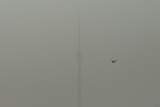 A légszennyezést okozó koromrészecskék már a magzatok szervezetében is kimutathatók