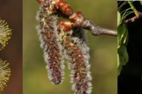 Kecskefűz? Rezgő nyár? Vénic-szil? Melyik legyen 2023 fája?