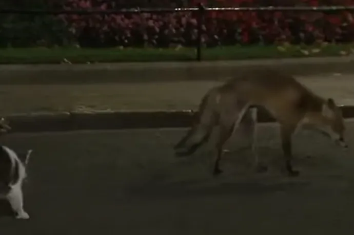 Egy rókát üldözött el Larry, a Downing Street macskája és hivatalos főegerésze