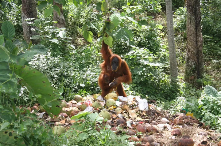 Szemétkupacban keres élelmet egy orangután a szumátrai Mount Leuser Nemzeti Parkban – Fotó: Kiki Cahyadi / AFP