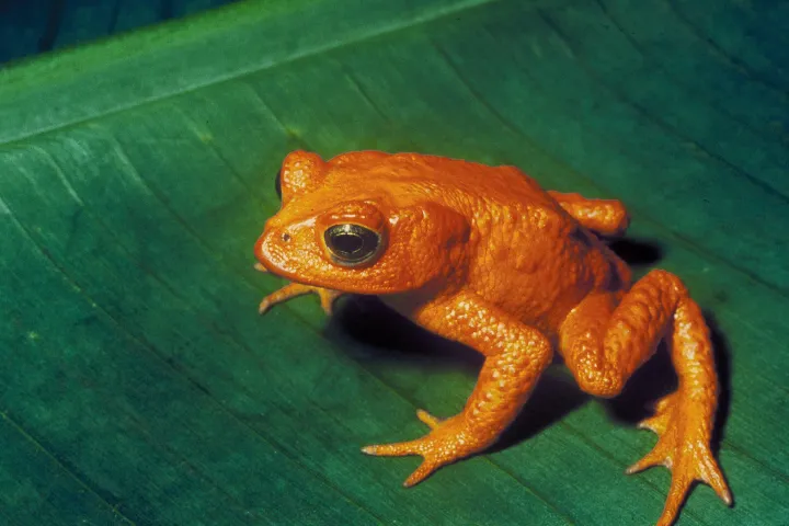Costa Rican Golden Toad - Photo by Charles H. Smithvergrößert von Aglarech - US Fish and Wildlife Service
